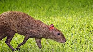 Agoutis in the grass